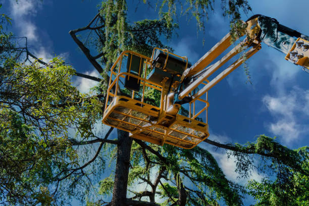 Residential Tree Removal in Edgewater, CO